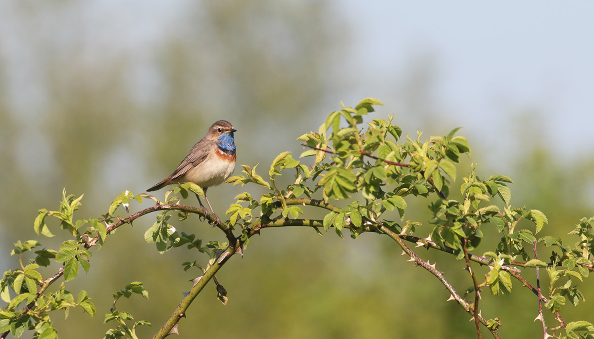 Blauwborst